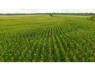 TRACT 83 - ILLINOIS LAND AUCTION - 4,810+/- ACRES OFFERED IN 85 TRACTS IN FRANKLIN, WILLIAMSON, HAMILTON & SALINE COUNTIES, ILLINOIS
